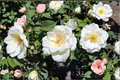 White Lightnin Grandiflora Rose Bush – 2-Gallon Live Plant with White Blooms, Flowering Shrub for Garden Landscape, Outdoor Decorative Rose
