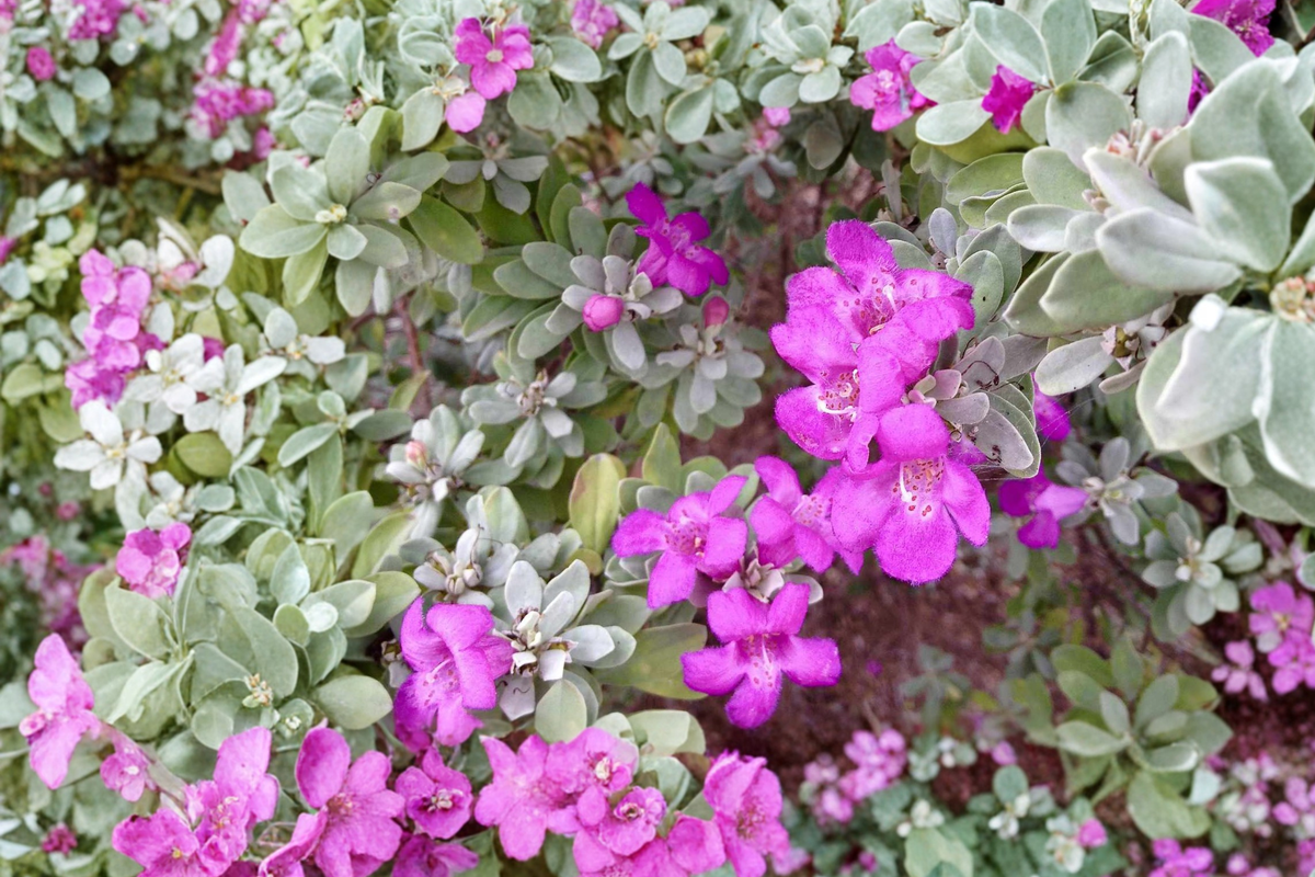 Texas Sage Shrub 3 Gal Live Plant – Purple Flowering Evergreen Bush for Hedges, Drought Tolerant Landscape Plant, Leucophyllum frutescens