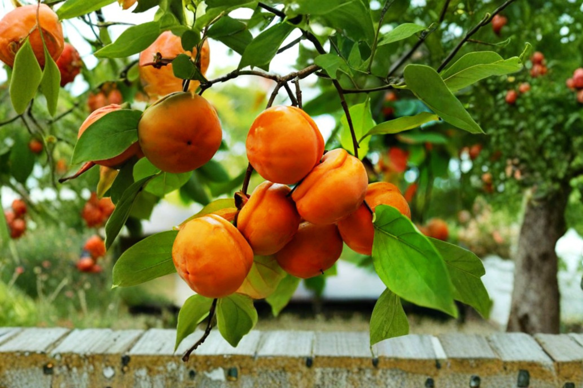 Tamopan Persimmon Tree – 4–6 Ft Live Fruit Producing Asian Persimmon Diospyros kaki for Garden & Backyard Orchard