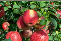 Braeburn Apple Tree – 4-6 Ft Live Deciduous Fruit Tree for Garden, Backyard Orchard, Malus domestica