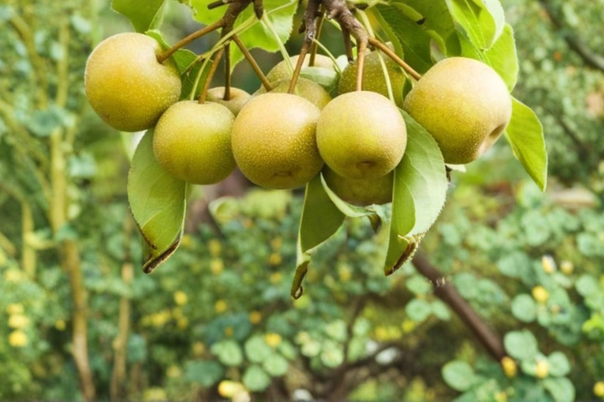 Shinsui Asian Pear Tree 4-6 FT Live Plant, Pyrus pyrifolia, Fruit Tree for Garden, Backyard Orchard, Juicy Crisp Fruit