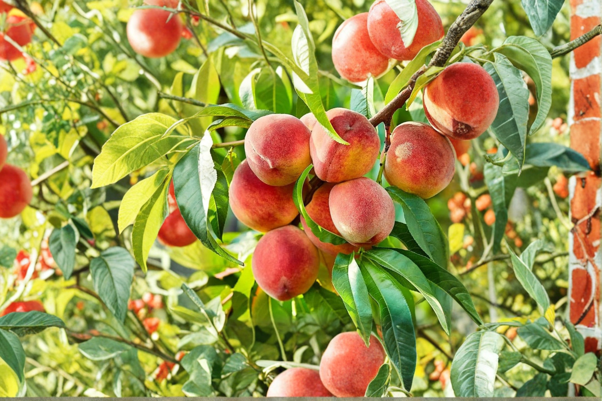 Denman Peach Tree 4-6 FT Live Plant, Prunus persica, Juicy Yellow-Red Fruit, Backyard Orchard, Easy Grow