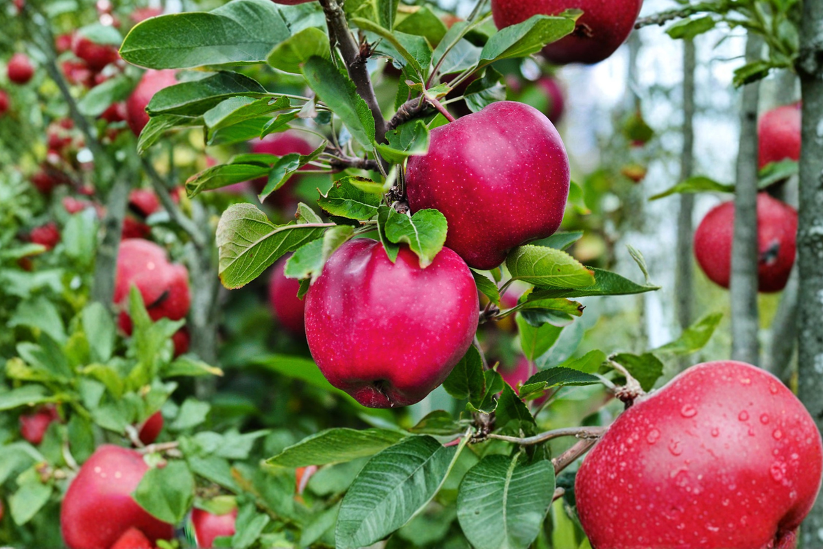 Pink Lady Apple Tree 4-6 FT Live Plant – Malus domestica, Crisp Sweet Fruit Tree for Backyard Orchard, Easy Grow