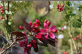 Profusion Red Flowering Crabapple Tree 4-6 FT Live Ornamental Spring Bloom Malus spp.