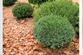 Dwarf Yaupon Holly 3 Gal Live Plant – Evergreen Shrub for Hedge, Border, Landscape Ilex vomitoria