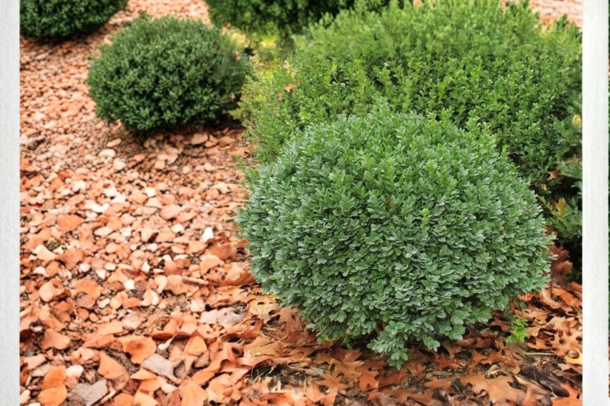 Dwarf Yaupon Holly 3 Gal Live Plant – Evergreen Shrub for Hedge, Border, Landscape Ilex vomitoria
