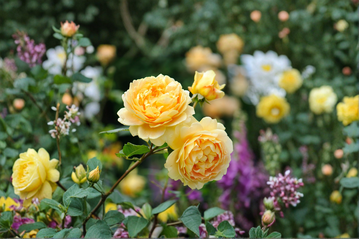 Golden Masterpiece Yellow Rose 2 Gal Live Bush – Bright Yellow Flowering Shrub for Garden Landscape, Rosa spp.