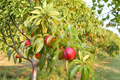 May Fire Nectarine Tree 4-6 FT Live Fruit Tree for Backyard Orchard, Juicy Nectarines, Prunus persica var. nucipersica