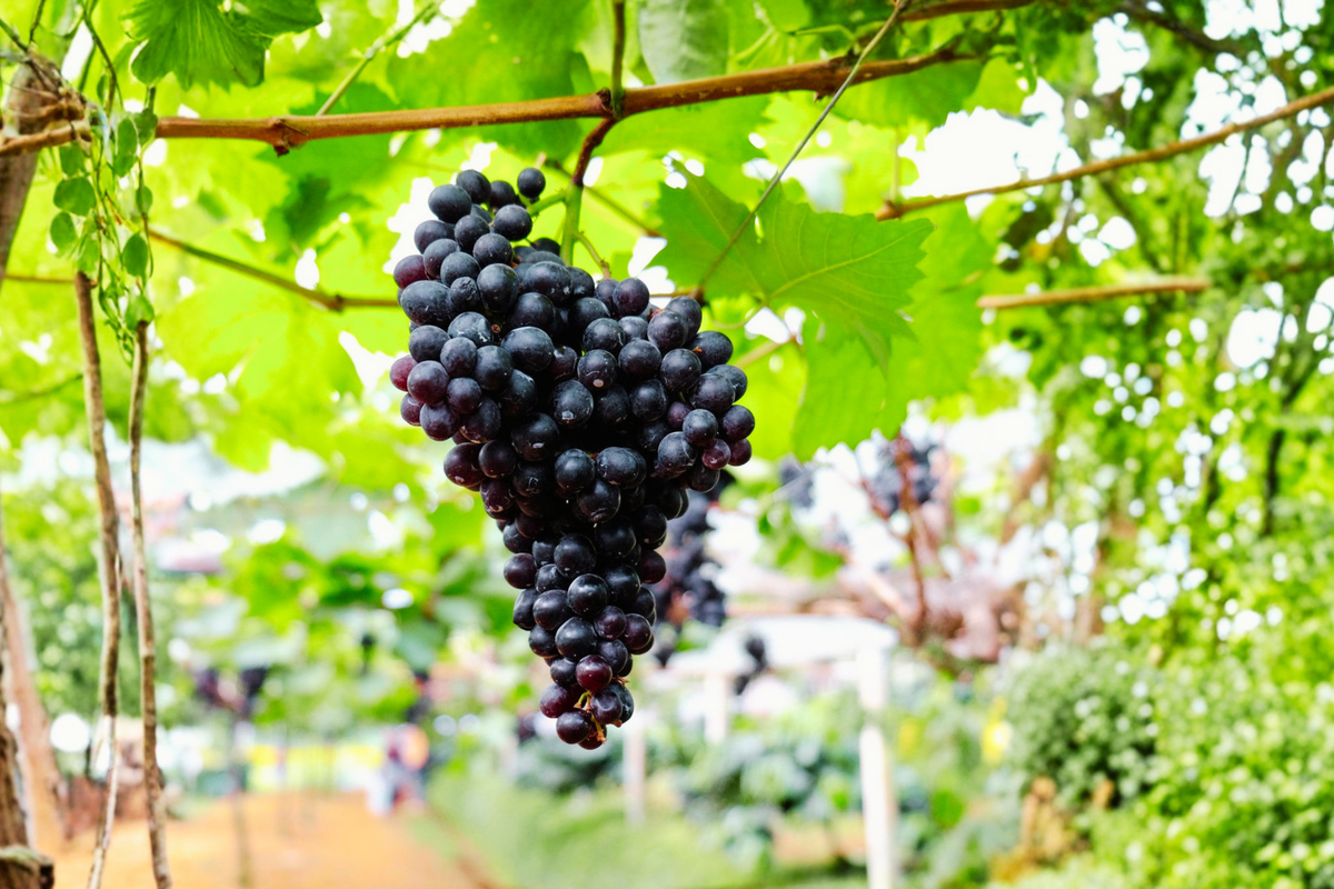 Black Monukka Seedless Grape Vine – 3 Gal Live Plant for Trellis, Backyard Growing, Fresh Eating, Vitis vinifera