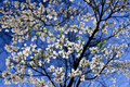 White Flowering Dogwood Tree 4-5 Ft Live Plant, Ornamental Cornus florida for Garden Landscape Yard