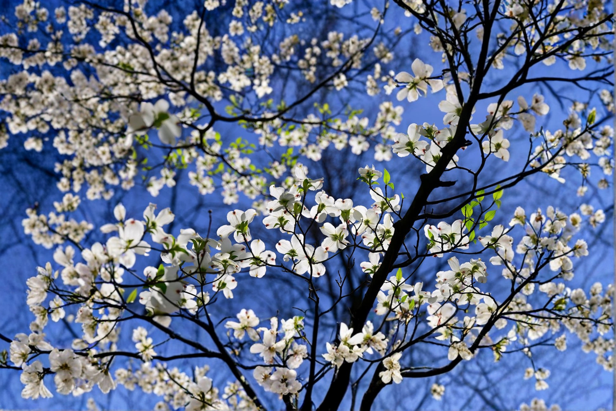White Flowering Dogwood Tree 4-5 Ft Live Plant, Ornamental Cornus florida for Garden Landscape Yard