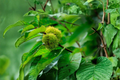 Chinese Chestnut Tree – 5 Gallon Nut Producing Tree for Garden & Orchard – Castanea mollissima