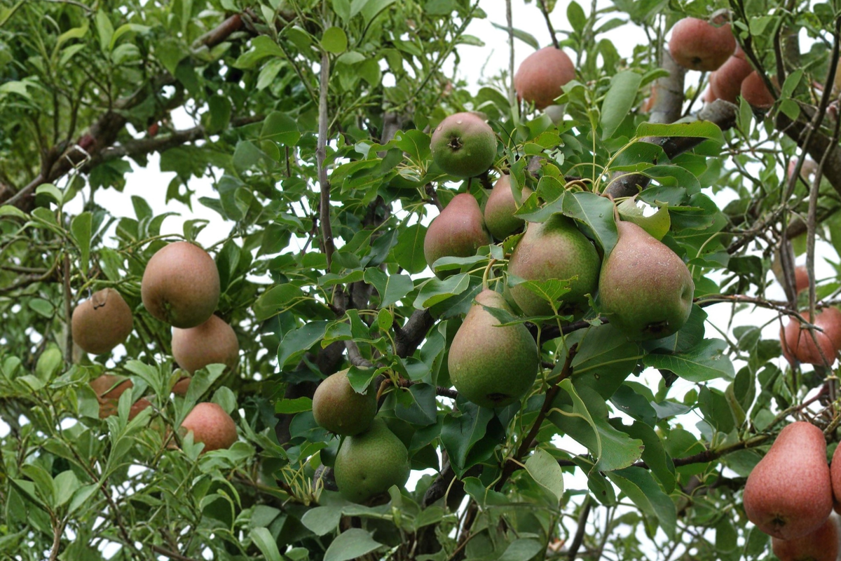 Magness Pear Tree Live Plant – 4–6 ft European Pyrus communis ‘Magness’ Fruit Tree for Garden & Orchard