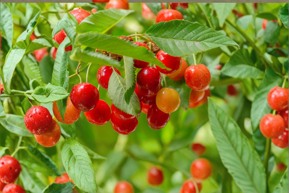 Lapins Cherry Tree Live Plant – 4 ft, Sweet Fruit, Prunus avium ‘Lapins’ for Home Garden & Outdoor Planting