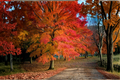 Native Red Maple Tree Live Plant – 4–6 ft Acer rubrum Shade Tree with Vibrant Fall Foliage