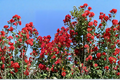 Dynamite Crape Myrtle Tree Live Plant 4–6 ft Deep Red Flowers Lagerstroemia indica