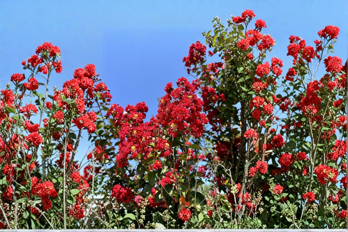 Dynamite Crape Myrtle Tree Live Plant 4–6 ft Deep Red Flowers Lagerstroemia indica