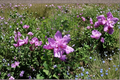 Purple Althea Rose of Sharon Live Plant – 1 Gallon Hibiscus syriacus Double Purple Flower Shrub for Garden