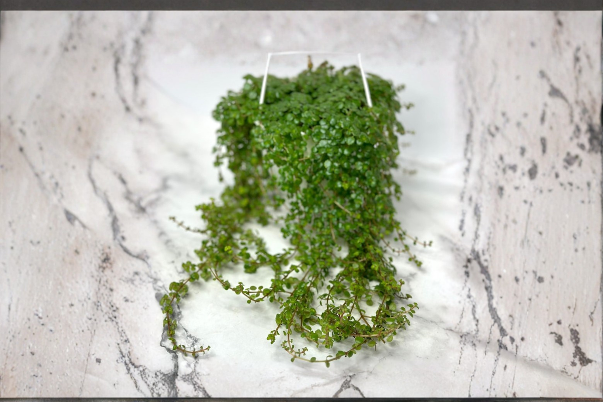Trailing Pilea Depressa Live Plant, Indoor Tropical Houseplant, Baby Tears Foliage, Hanging Basket, Terrarium, Pilea depressa