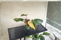Philodendron Orange Princess Live Plant – Variegated Tropical Houseplant, Rooted, Indoor Foliage, Rare, Bright Indirect Light
