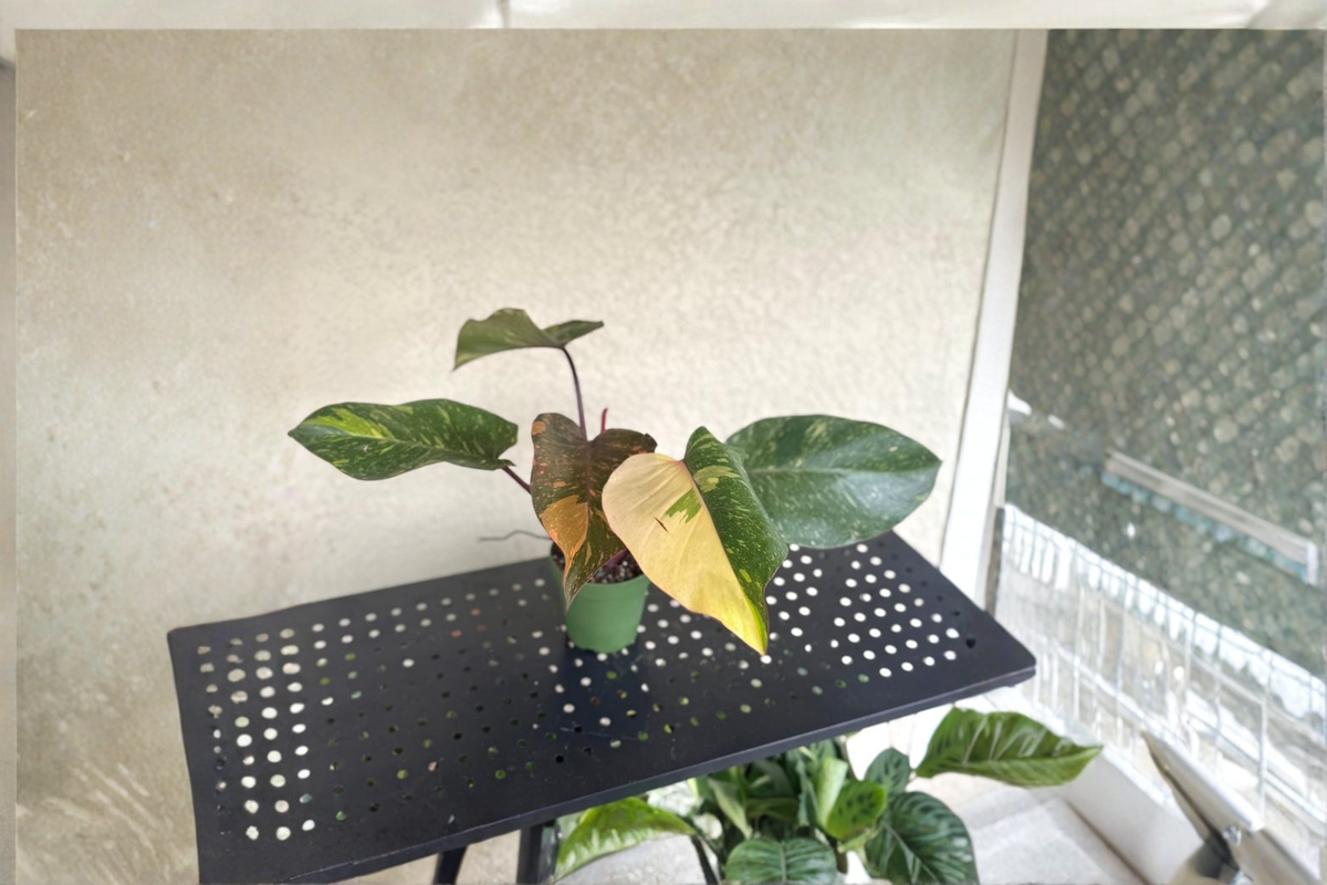 Philodendron Orange Princess Live Plant – Variegated Tropical Houseplant, Rooted, Indoor Foliage, Rare, Bright Indirect Light