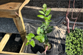 Variegated Pink Lemon Tree Live Plant – Indoor Citrus Fruit Tree Starter Cutting – Citruss limon ‘Variegated Pink’
