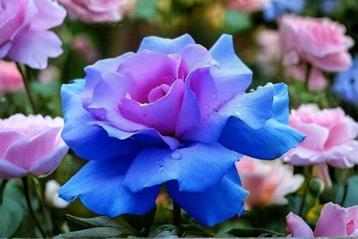 Rare Blue Purple Rose Seeds - 20 Pack, Ornamental Flower Seeds for Garden, Rose Bush, Rosa spp.