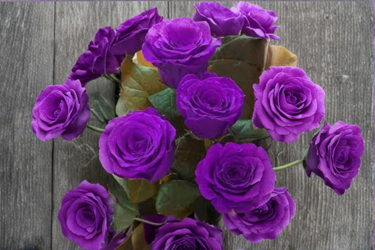 English Dark Purple Rose Seeds - 30 Rosa spp. Ornamental Flower Bush for Outdoor Garden Planting