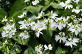 White Dove Egret Orchid Seeds, Habenaria radiata, 30 Seeds for Outdoor & Container Gardening