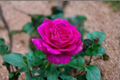 English Lady Pink Rose Seeds – 20 Rosa spp. Flowering Bush for Outdoor Garden & Landscape