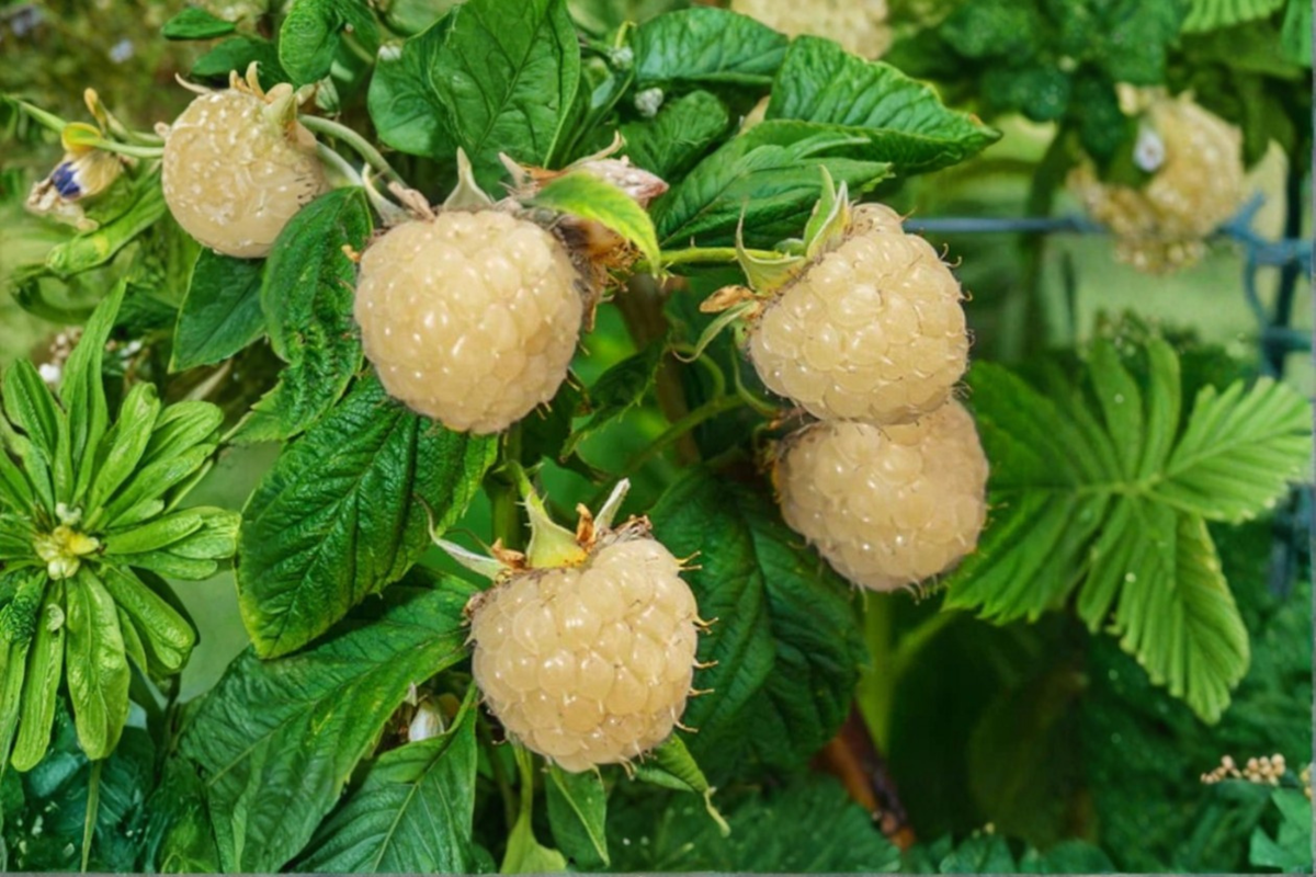 Rare White Blackberry Seeds 30 Pack – Edible Fruit, Bramble Vine, Rubus spp. for Backyard Garden Planting