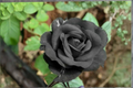 Dark Purple Rose Seeds 30 Pack - English Rose Flower Plant for Cottage Gardens & Containers