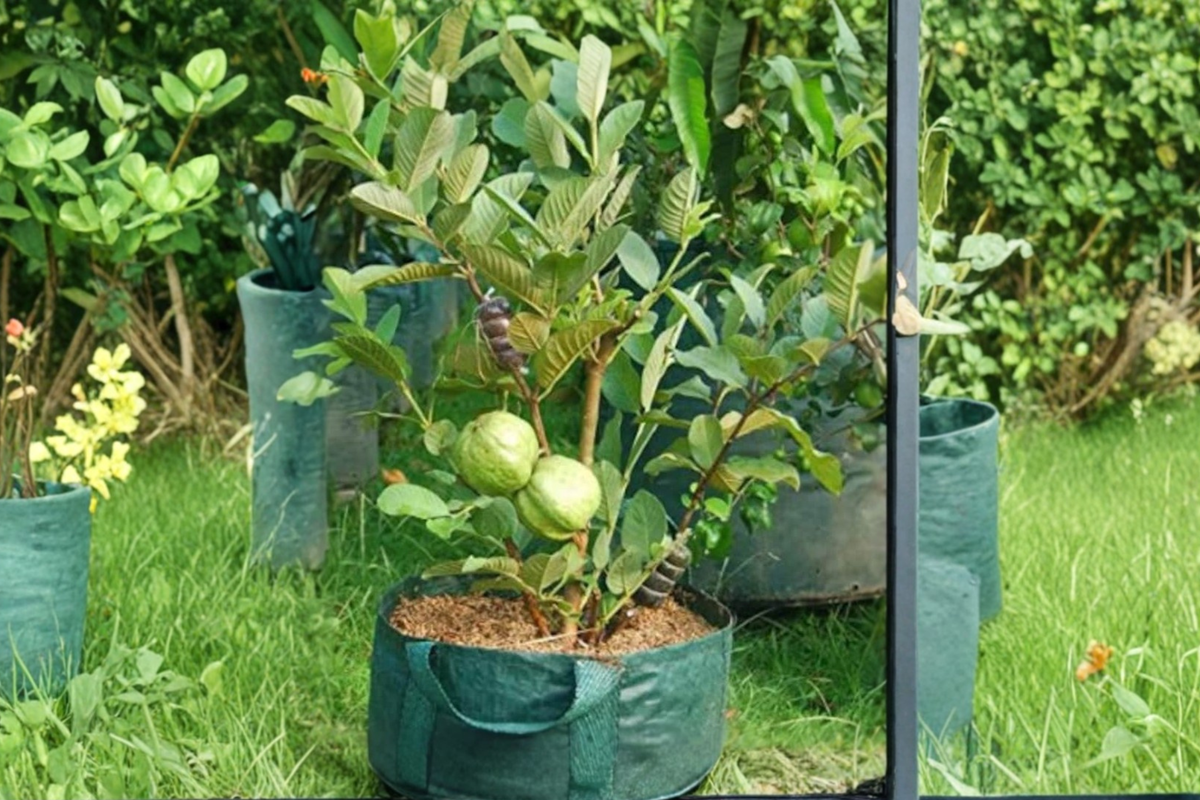 Rare Dwarf Guava Tree Seeds – 20 Pack, Psidium guajava, Compact Tropical Fruit Tree for Indoor & Outdoor Gardening