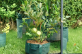 Dwarf Guava Seeds – Psidium guajava Tropical Fruit Tree for Indoor & Outdoor Gardens, Compact Evergreen, 40 Seeds