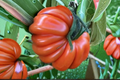 Goldman Italian American Tomato Seeds – Rare Beefsteak Variety for Garden, Heirloom, Solanum lycopersicum