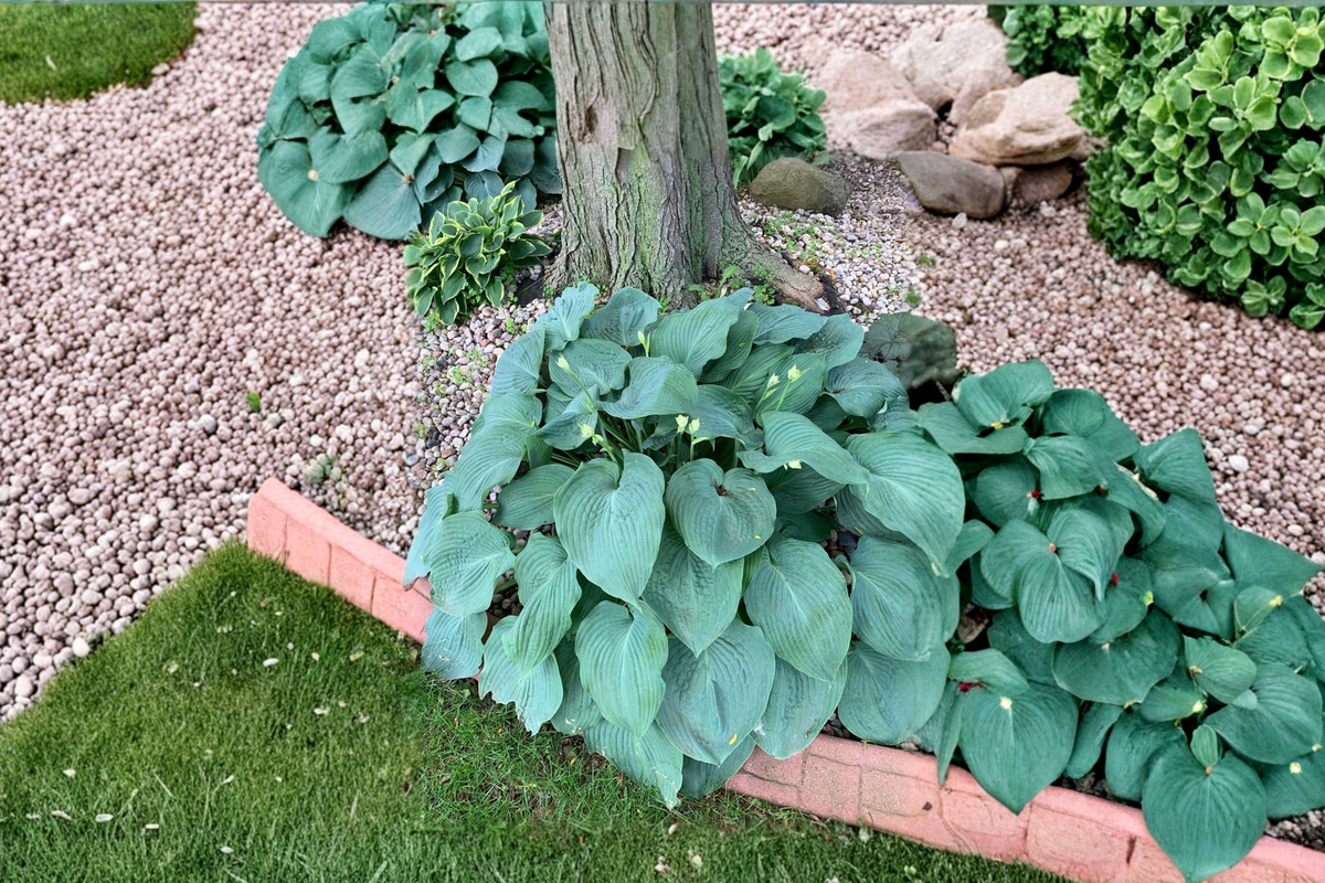 Humpback Whale Hosta Plant | 3-Inch Pot Large Blue-Green Foliage | Shade Perennial Garden Starter