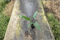 Alocasia Lauterbachiana Live Plant – 4 Inch Pot, Tropical Elephant Ear Foliage, Indoor Houseplant, Rare Green with Purple Underside