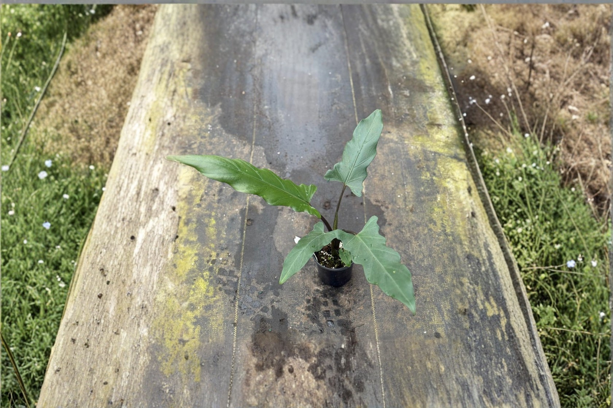 Alocasia Lauterbachiana Live Plant – 4 Inch Pot, Tropical Elephant Ear Foliage, Indoor Houseplant, Rare Green with Purple Underside
