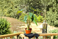 Alocasia Princeps Live Plant – Rooted Tropical Houseplant in 4 Inch Pot, Rare Indoor Foliage, Elephant Ear, Bright Indirect Light