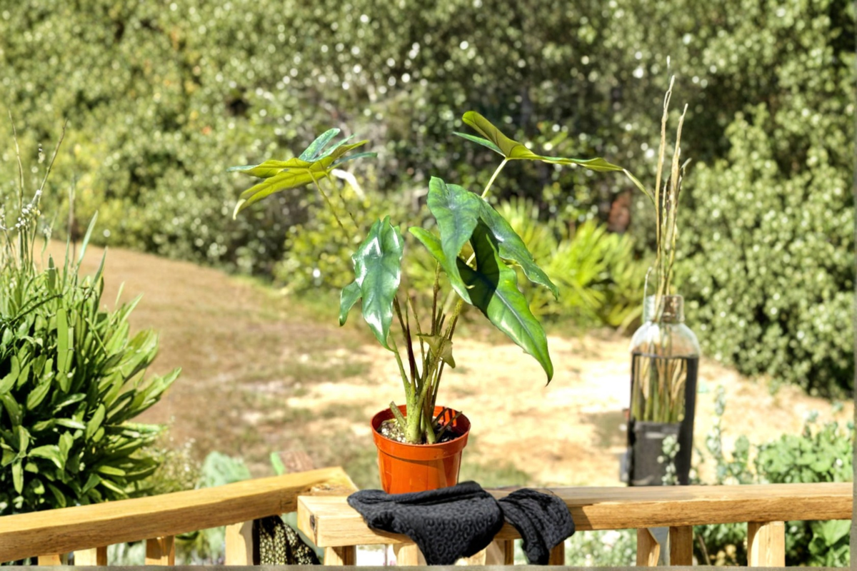 Alocasia Princeps Live Plant – Rooted Tropical Houseplant in 4 Inch Pot, Rare Indoor Foliage, Elephant Ear, Bright Indirect Light