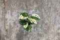 Variegated Monstera Adansonii Albo Live Plant, 4 Inch Pot, Tropical Houseplant, Climbing Vine, Rare Indoor Jungle Plant