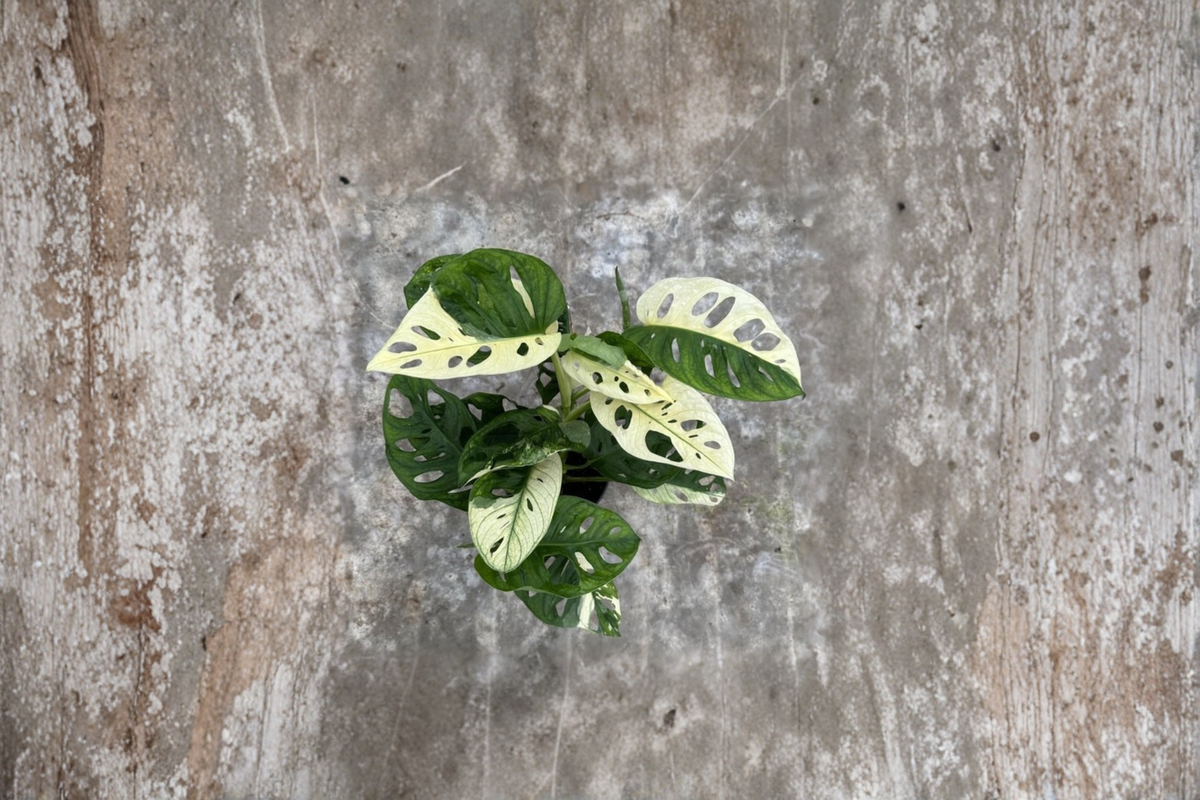 Variegated Monstera Adansonii Albo Live Plant, 4 Inch Pot, Tropical Houseplant, Climbing Vine, Rare Indoor Jungle Plant