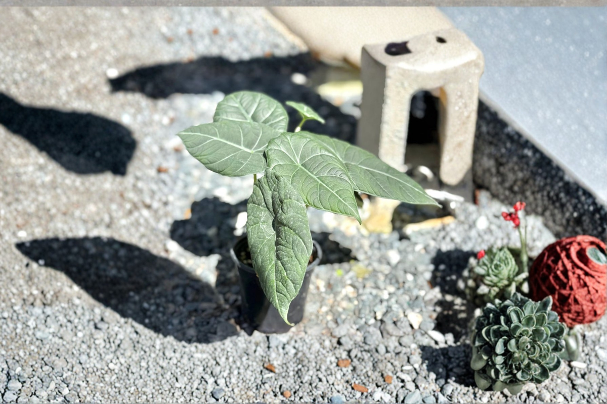 Alocasia Maharani Live Plant – 4 Inch Pot, Silver-Green Foliage, Tropical Houseplant, Indoor Decor, Rare Elephant Ear Plant