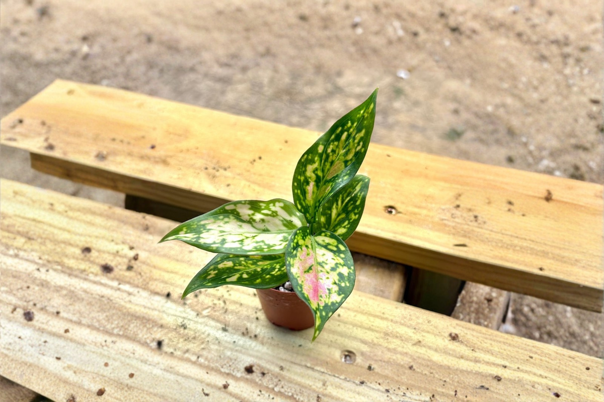 Aglaonema Wishes Live Plant, Pink Variegated Chinese Evergreen, 2 Inch Pot, Indoor Tropical Houseplant, Decorative Gift