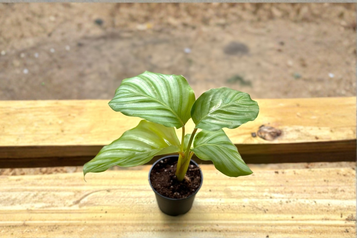 Calathea Orbifolia Live Plant | 2 Inch Pot | Tropical Foliage with Silver Stripes | Indoor Houseplant