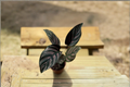 Calathea Ornata Live Plant in 2 Inch Pot, Pink Pinstripe Prayer Plant, Tropical Indoor Houseplant, Decorative Foliage, Gift