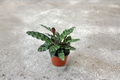 Calathea Lancifolia Live Plant, Rattlesnake Prayer Plant, 2 Inch Pot, Tropical Indoor Houseplant, Decorative Foliage, Goeppertia lancifolia