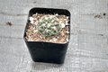 Gymnocalycium Baldianum Live Cactus – Dwarf Chin Succulent in 2 Inch Pot for Indoor & Outdoor Decor