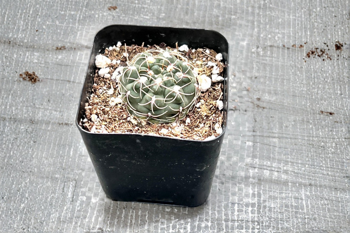 Gymnocalycium Baldianum Live Cactus – Dwarf Chin Succulent in 2 Inch Pot for Indoor & Outdoor Decor