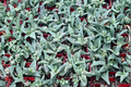 Succulent Plant 2 Inch Pot Faucaria Tigrina Tiger Jaws Indoor Outdoor Desert Decor
